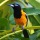 Yellow birds of Curaçao